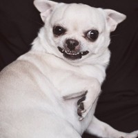 犬が『撫でられたくない』と嫌がる心理5つ　性格や気持ちに配慮して信頼関係を深めよう