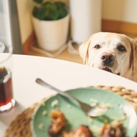犬が人のごはんを見てくる理由5つ　可愛いおねだりへの適切な対処法まで