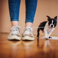 犬が『ひも』を好きになるのはなぜ？4つの理由からトラブルの危険性まで