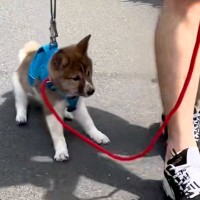 外を怖がり『まともに散歩できない保護犬』が…まるで嘘のような『ビフォーアフター』に感動の声「昔も可愛いｗ」「たくさん愛されたのが分かる」