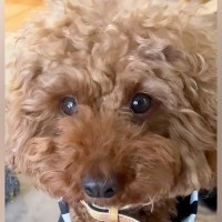 すぐにブチギレる『激怒症候群の犬』→家族全員で努力した結果…４年後、信じられない『現在の光景』が泣けると64万再生「感動」「愛感じる」