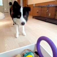 世界一賢い犬種が『ボール遊び』をした結果…想像以上だった『ルールに従う行動』が77万再生「さすがボーダーコリー」「教育に愛を感じる」
