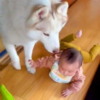 赤ちゃんが大型犬に囲まれて育った結果→思った以上に『微笑ましい光景』が53万表示「まさに守護犬って感じ」「目線合わせるの優しい」と悶絶