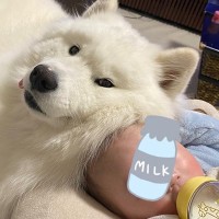 赤ちゃんが生まれたら、甘えん坊だった大型犬が…まるで『自分が生んだかのように振る舞う光景』に2万いいね「人間味が強いｗ」「可愛すぎ」の声