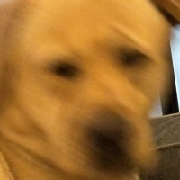 『散歩の「さ」の字』を聞いた大型犬→まるでアニメのような『100点の反応』に2万いいね「すでに残像で草」「分かりすぎるｗ」と爆笑の声