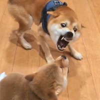 生後77日の赤ちゃん犬がパパ犬と『親子喧嘩』をした結果…個性が爆発している『まさかの展開』が35万再生「爆笑したｗｗ」「最高」と大絶賛