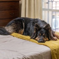 部屋の写真を撮った結果→魅力を引き立てる大型犬の姿に2万3000いいねの反響「犬のいる暮らしって素敵」「生きる美術品だわ」と絶賛の声