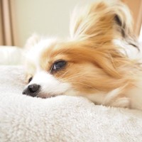 犬が『眠い』ときにみせる仕草や行動5選　睡眠前に飼い主がしてはいけないタブー行為まで