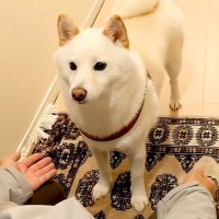 おばあちゃんの家から帰ろうとしたら、犬が…まるで人の子どものような『辛辣な帰宅拒否』が54万再生「芯強くて草」「待遇いいのがわかるｗ」