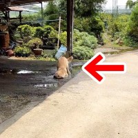 大型犬から少しだけ目を離した結果…もはや笑うしかない『まさかの悲劇』が19万再生「楽しそうで何よりｗ」「嬉しそうで怒れない」労いの言葉も