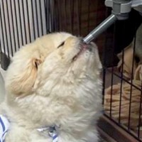 犬が水を飲もうとした結果→飼い主に似てしまった『横着する光景』に2万2000いいね集まる「可愛すぎて笑った」「ちょうど良い高さｗ」と爆笑