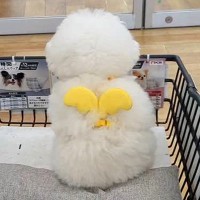 買い物でショッピングカートに乗る犬→なぜか『座る位置』が…まさかのこだわりが130万再生「一番前がいいのねｗ」「後ろ姿最高」と爆笑