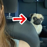 行き先が『動物病院』だと気付いた犬→車の後部座席で見せた『絶望的な表情』に1万いいね「気付いちゃったｗ」「絶望感漂ってて草」と爆笑