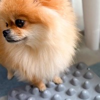 『足つぼマット』に興味をもった小型犬→まさかの『効果がなかった理由』が可愛すぎると7万いいね「思うツボにはならずｗ」「ちいちゃい」と絶賛