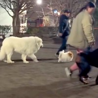 夜、中学生がした『遠吠え』を聞いた6匹の犬→想定外だった『個性的な反応』が面白いと52万再生「連携してて草」「やる気ないｗ」と絶賛