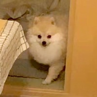 名前を呼んでも来ない犬→『魔法の言葉』を言った結果…『育て方間違えた』と思ってしまう光景が777万再生「マダムで草」「ルンルンｗｗ」