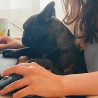 リモートワークをしていたら、犬が眠気と戦いながら…可愛いが大渋滞している『尊い光景』に反響「愛おしくてため息出た」「羨ましい」と2万再生