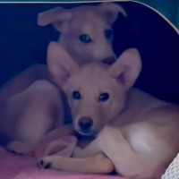 ２匹の保護犬を家族に→なかなか心を開いてくれず…時を経た『ビフォーアフター』に感動の声「素敵な飼い主」「強く大きくなった」と6万再生