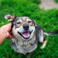 犬が嬉しい気持ちになる『褒め言葉』4選　愛犬のモチベーションを高める伝え方とは？