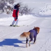 元プロスキーヤーの女性が『大型犬とゲレンデを滑った』結果…爽快感が凄い『カッコよすぎる爆走』が8万再生「優雅で素敵」「最高の遊び方」