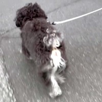 呼んでもなかなか止まらない犬→『一瞬でピタッと止める』驚きの方法が14万再生「試してみます」「うちの子も同じ方法で止まる」の声も