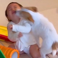 遊んでいる赤ちゃんに犬がしつこく『ペロペロ攻撃』した結果…予想以上に『癒やししかない光景』が13万再生「本当の姉妹みたい」「可愛すぎ」