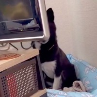 保護された『山育ちの野犬』を飼った結果→心を開いてくれず…1年6ヶ月後に見せた『まさかの瞬間』が2万再生「前進した」「愛の不可抗力」