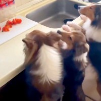 キッチンで『トマト』を切っていたら…8頭の犬たちによる『まさかの大騒動』が34万表示「犬軍団、すごい」「大好きなんだね」驚きの声も