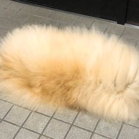 玄関に落ちていた『謎の毛の塊』→可愛すぎる正体に2万2000いいね集まる「犬？猫？」「向きさえ分からんｗ」「ケサランパサラン」と爆笑