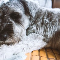 犬が『痛みを感じている』サイン7選　病気を早期発見、重症化を防ぐためにすべきこととは？