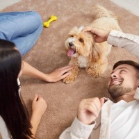 犬を飼う前に知っておくべきこと3つ　勢いで迎えるべきではない理由から必要な準備まで