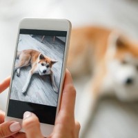 残しておきたい『愛犬の写真』３つ　こまめに撮影すべき理由や用途とは