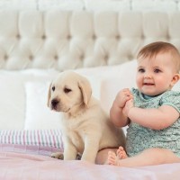 『温厚でおとなしい』犬種５選　落ち着いた性格に育てるコツはあるの？
