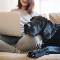 愛犬が『体を預けてくる』ときの心理5つ　信頼されている証？飼い主へ伝えたいこととは