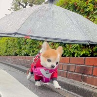 雨の日にお散歩をする小型犬→思わず二度見してしまう『あまりにも愛おしい工夫』に25万いいねの反響「素敵」「過保護なんかじゃない」と絶賛
