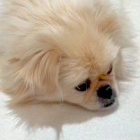 4歳にして2度家族を失い『心を閉ざした犬』を保護した結果…『85日後の光景』に涙が止まらない「もらい泣きした」「幸せになって」と6万再生