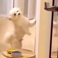 イタズラの犯行現場を目撃された犬→叱られないためにとった『まさかの作戦』がズルすぎると4万再生「開き直るの草」「全部が可愛いｗ」