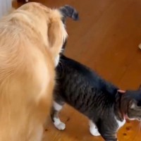 朝『無断外泊をした猫』が帰宅すると、大型犬が…思った以上に『心配性な光景』が17万再生「短編映画みたい」「喜んでるの最高」と大絶賛