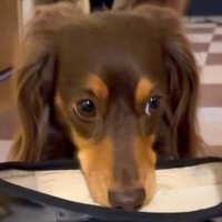 1日に何度も出かけようとしていたら、嫌がった犬が…愛おしすぎる『まさかの強硬手段』が40万再生「申し訳無さそうｗ」「両足分ｗ」と絶賛