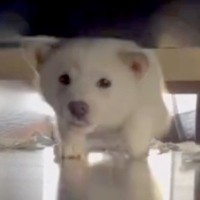 ソファの下でイタズラをしていた赤ちゃん犬→注意しようとした結果...許すしかない『想定外の反応』が55万再生「怒れないｗ」「可愛い」