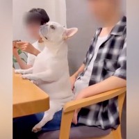 膝の上に座ってマッサージをしてもらう犬→どう見ても『人間すぎる光景』が18万再生「背筋ピーンってなってるｗ」「むしろ人より人」と反響