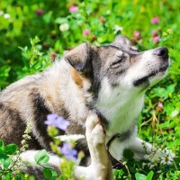 犬の飼い主が春に注意すべき『NG行為』5選　愛犬の健康被害を招く問題行動とは？