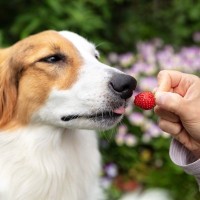 犬に食べさせてもいい『春の果物』5選　絶対にしてはいけない与え方まで