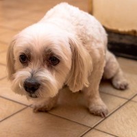 犬が『パニック』になっているサイン4選　愛犬が取り乱しているときの対処法とは？