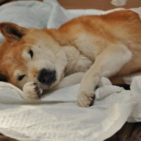 老犬の介護をしていて『辛いこと』4つ　いつか訪れるかもしれない事態に備えておこう