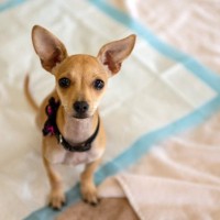 犬がおしっこの前にやりがちな行動5つ　不思議な仕草のワケとは？対処法まで解説