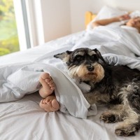 犬が『飼い主と一緒に寝たい』ときにみせるサイン3選　怪我やトラブルを防ぐためにすべき配慮とは？