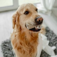 犬が誤って飲み込むと『超危険なモノ』５選　事故を未然に防ぐための対応策とは？