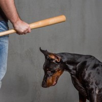 犬にとってトラウマとなってしまう『絶対NG行為』5選　精神的苦痛を感じているサインとは