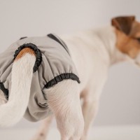 犬が生理になったときにみせる4つのサイン　現れる症状や期間、適切な対処法まで解説